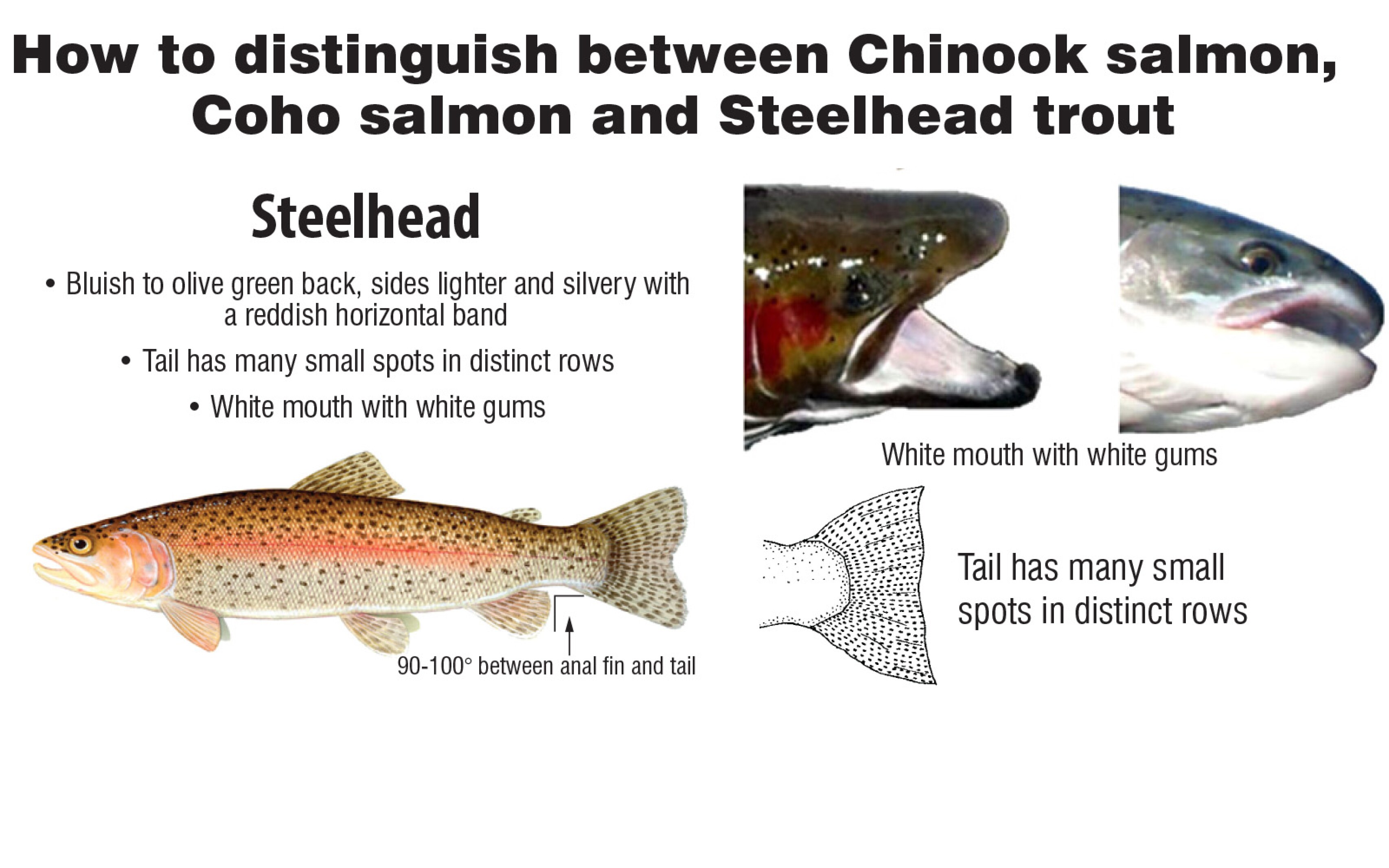 How To Distinguish Between Chinook Salmon Coho Salmon And Steelhead how-to-distinguish-between-chinook-salmon-coho-salmon-and-steelhead